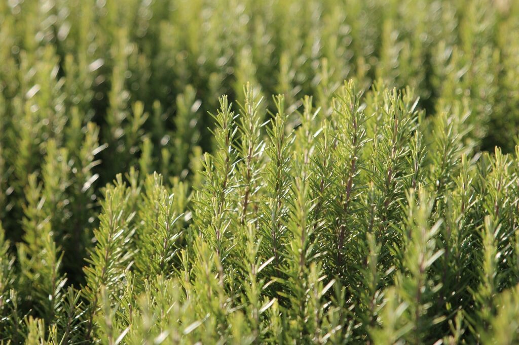 Benefits of rosemary